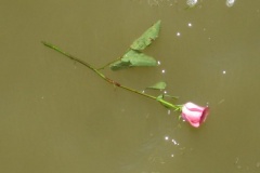 IMG_6441_1374954484