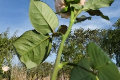 Flower-Ceremony-roses-2-scaled