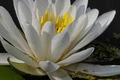 Lilly-scaled