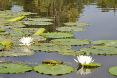 Lilys-scaled